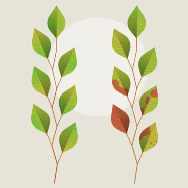 Leaves: Mint Public Sale