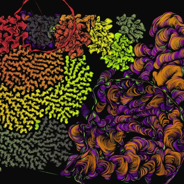 Spaghetti Bones by Joshua Bagley