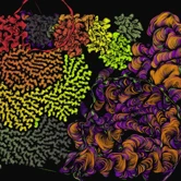 Spaghetti Bones by Joshua Bagley